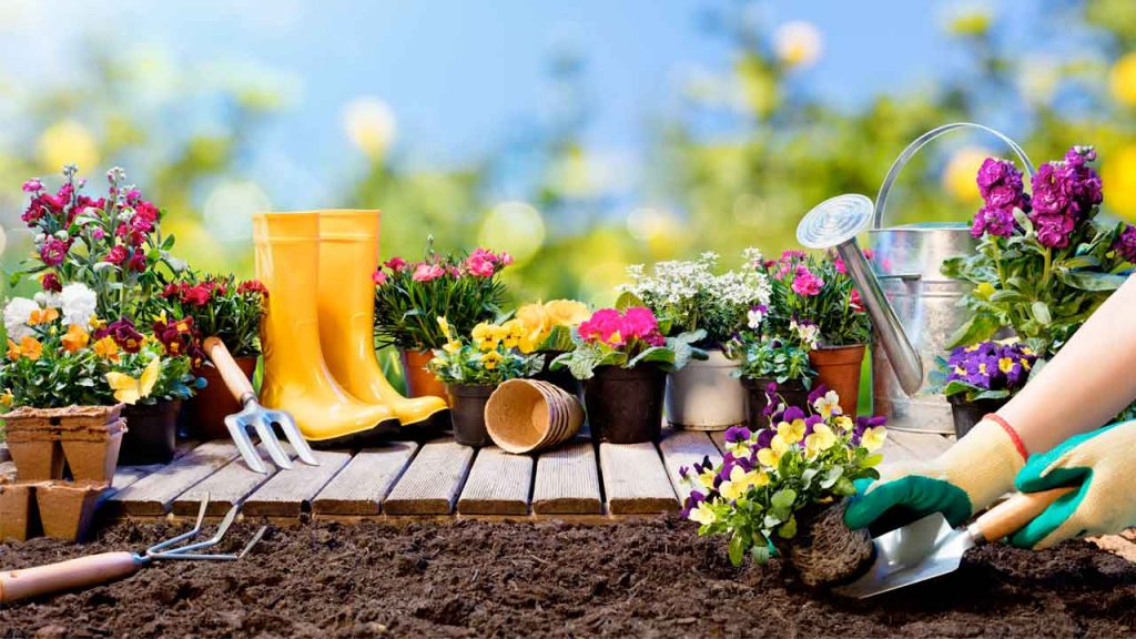 Consejos de jardinería para un hogar verde y vibrante