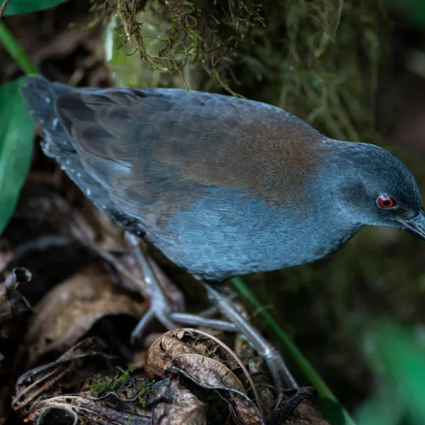 Rascón de Galápagos: ¿Cómo volvió tras 200 años de ausencia?