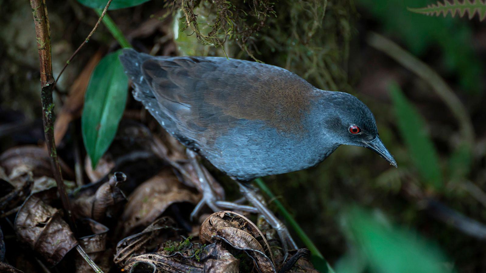 Rascón de Galápagos: ¿Cómo volvió tras 200 años de ausencia?