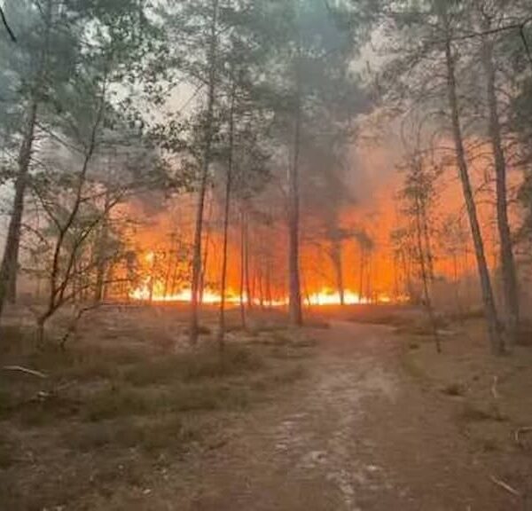 Incendio forestal Fontainebleau: Causas y Consecuencias Alarmantes