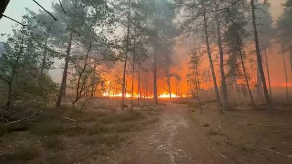 Incendio forestal Fontainebleau: Causas y Consecuencias Alarmantes